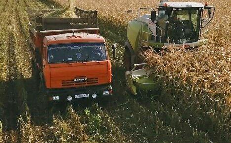 Wysokiej jakości zbiór kukurydzy z pola na ziarno, kiszonkę i kolby