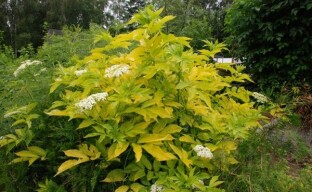 Elderberry Aurea - ไม้ประดับที่มีผลเบอร์รี่กินได้