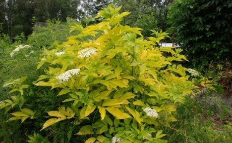 Elderberry Aurea - okrasná rostlina s jedlými plody