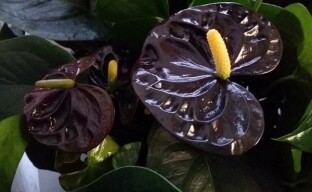 Anthurium Black Queen - codzienność Czarnego Księcia