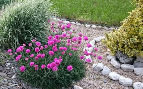 Blomstrende pads til hagen din - armeria ved sjøen, planting og stell, foto