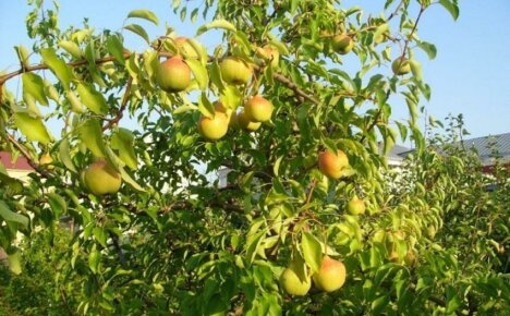 Pear Lyubimitsa Yakovleva: คำอธิบายของความหลากหลายและรูปถ่าย