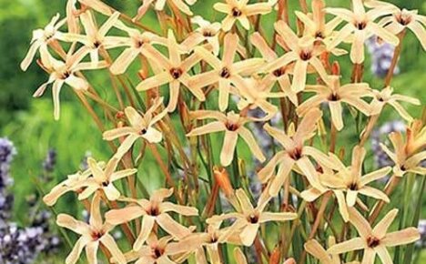 Varmekjærlig mild skjønnhet Ixia paniculata