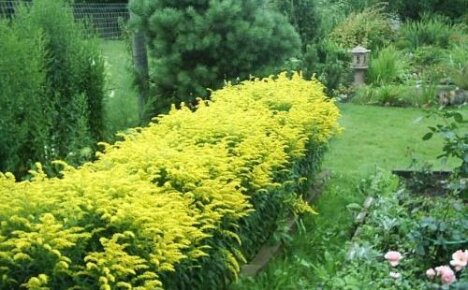 Solblomstrende goldenrod hybrid og dens populære varianter