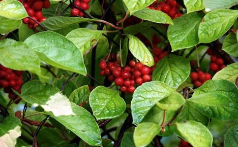 Medisinske egenskaper av schisandra chinensis og kontraindikasjoner for bruk