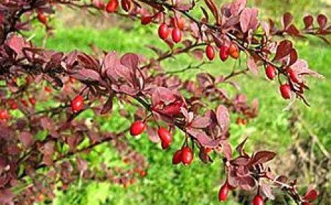 การปลูกและดูแล Barberry ใบสีแดงในสวน