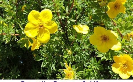 Potentilla หลากหลายชนิดเติบโตในกระท่อมฤดูร้อน