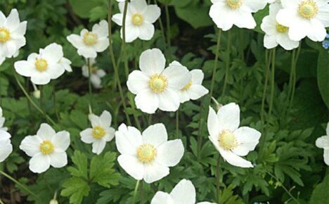 Spring Garden Smil - mild anemone