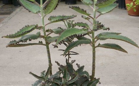 Kalanchoe Degremona - domácí péče o zeleného léčitele