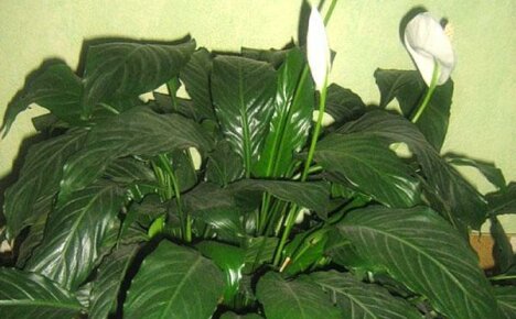 Transplantering av en gammel spathiphyllum - det er fortsatt krutt i kolben