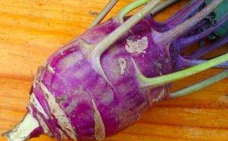 กะหล่ำปลี Kohlrabi - ความลับทั้งหมดในการปลูกลำต้นที่ชุ่มฉ่ำ