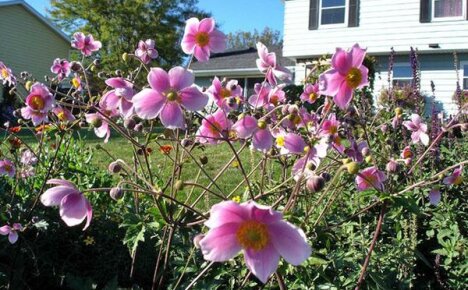 Plante anemone knoller i åpen bakke og ta vare på planter