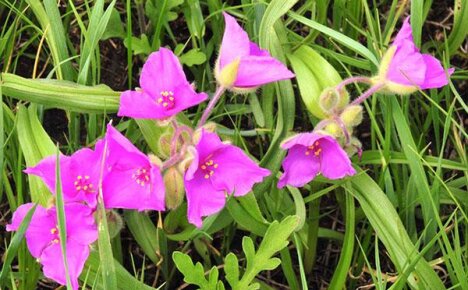 เราขอนำเสนอประเภทและพันธุ์ของ Tradescantia สำหรับการปลูกที่บ้านให้คุณทราบ