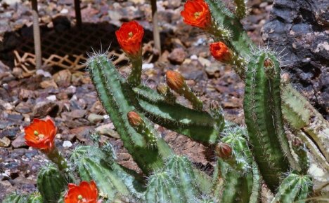 Vinterhård kaktus echinocereus er i stand til å overleve i det åpne felt