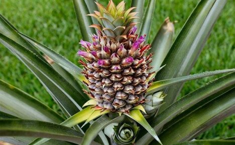 Dyrking av ananas og produksjon av kandiserte frukter fra den