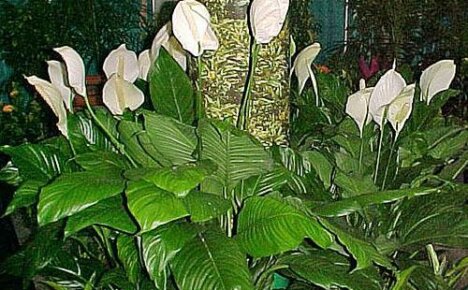 เลือกประเภทและพันธุ์ของ spathiphyllum ตามรูปถ่ายและคำอธิบาย