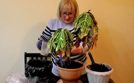 Croton gjenoppliving eller når en blomsterhandler blir lege