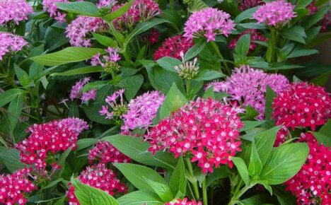 Pentas New Look - regler for dyrking av en eksotisk blomst