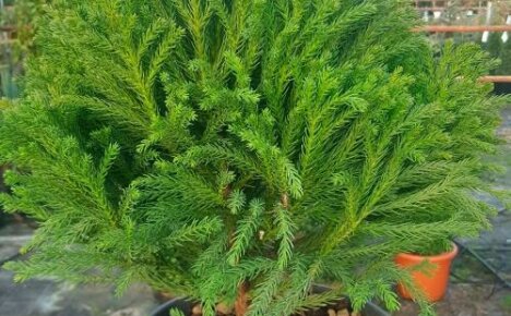 cryptomeria ในร่ม - เอฟีดราขนาดกะทัดรัดที่มีกลิ่นหอมสำหรับบ้านของคุณ