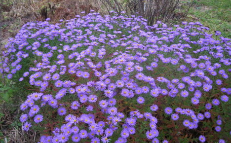 ดอกไม้ที่ไม่โอ้อวดที่สุดสำหรับเตียงดอกไม้ - erigeron การปลูกและการดูแลรักษาภาพถ่าย