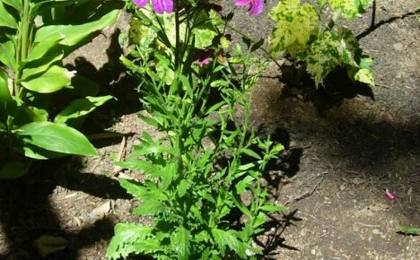 Uprawa Salpiglossis Tropical Guest z nasion w ogrodzie