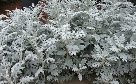 Upretensiøs årlig blomst - cineraria marine