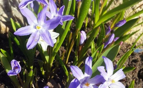 Representanter for floraen med en subtil duft av våren Chionodox blomster (planting og stell)