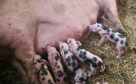 Rasa świni Pietrain: mięsny gigant o szkodliwym charakterze