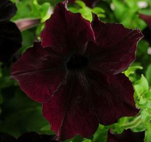 Petunia F1 โซลาร์เบอร์รี่ขนาดใหญ่ที่มีดอกขนาดใหญ่