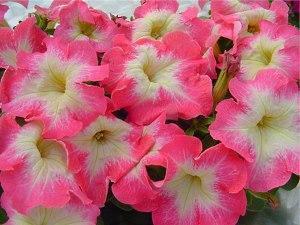 Petunia grandiflora limbo