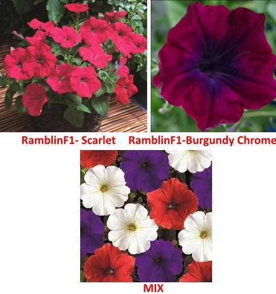 petunia ramblin varianter