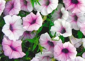 petunia tajfun srebrny