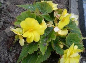 Gul begonia