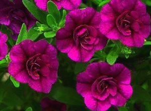 petunia blomster