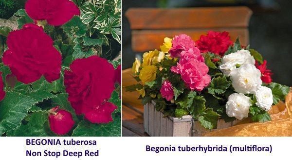 tuberøse begonia-varianter