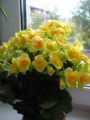 Gule blomster av begonia Elatior