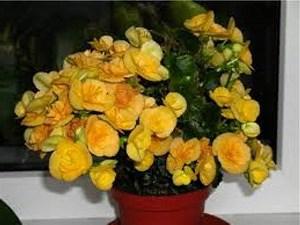 begonia Elatior