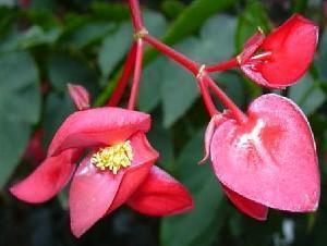 Innendørs begonia