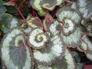 królewska begonia