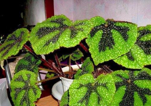 begonia murerfoto