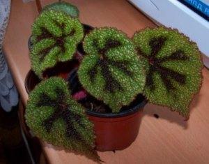 Begonia masoniana