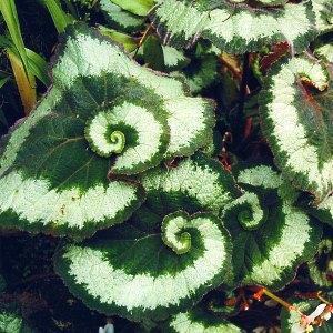 fotka begonia rex