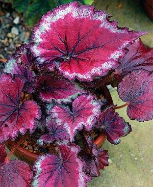 begonia rex czerwona