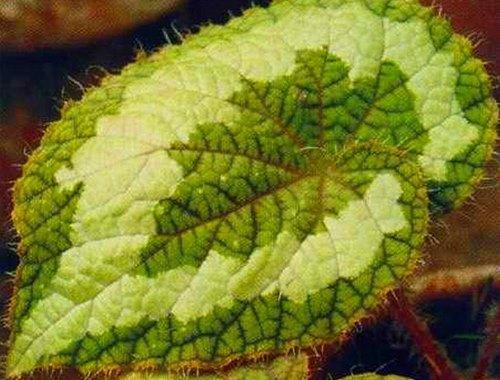 begonia rex