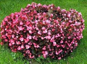 hagebegonia