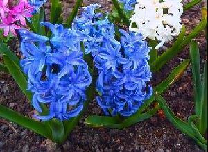 hyacinty