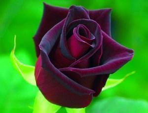 Gollan rose Black Baccara