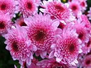 Wie man geschnittene Chrysanthemen in einer Vase aufbewahrt Tipps, Video