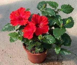 hibiscus kinesisk rose