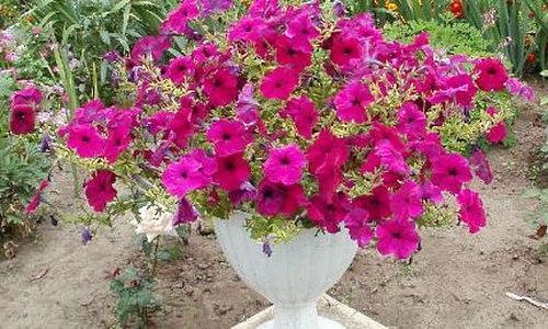 Petunia i en blomsterpotte